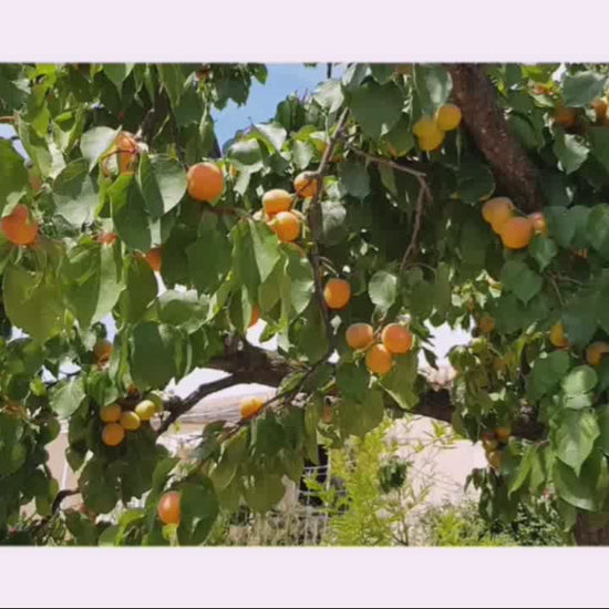 Tutoriel vidéo pour réaliser un sorbet aux abricots frais avec Magic Mix – recette simple et créative